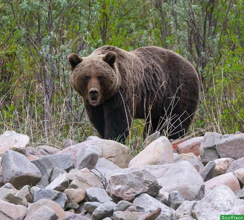 brown bears